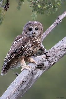Spotted Owl