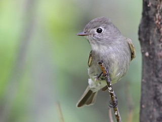 Hammond's flycatcher brand review hotsell