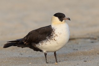 Pomarine Jaeger