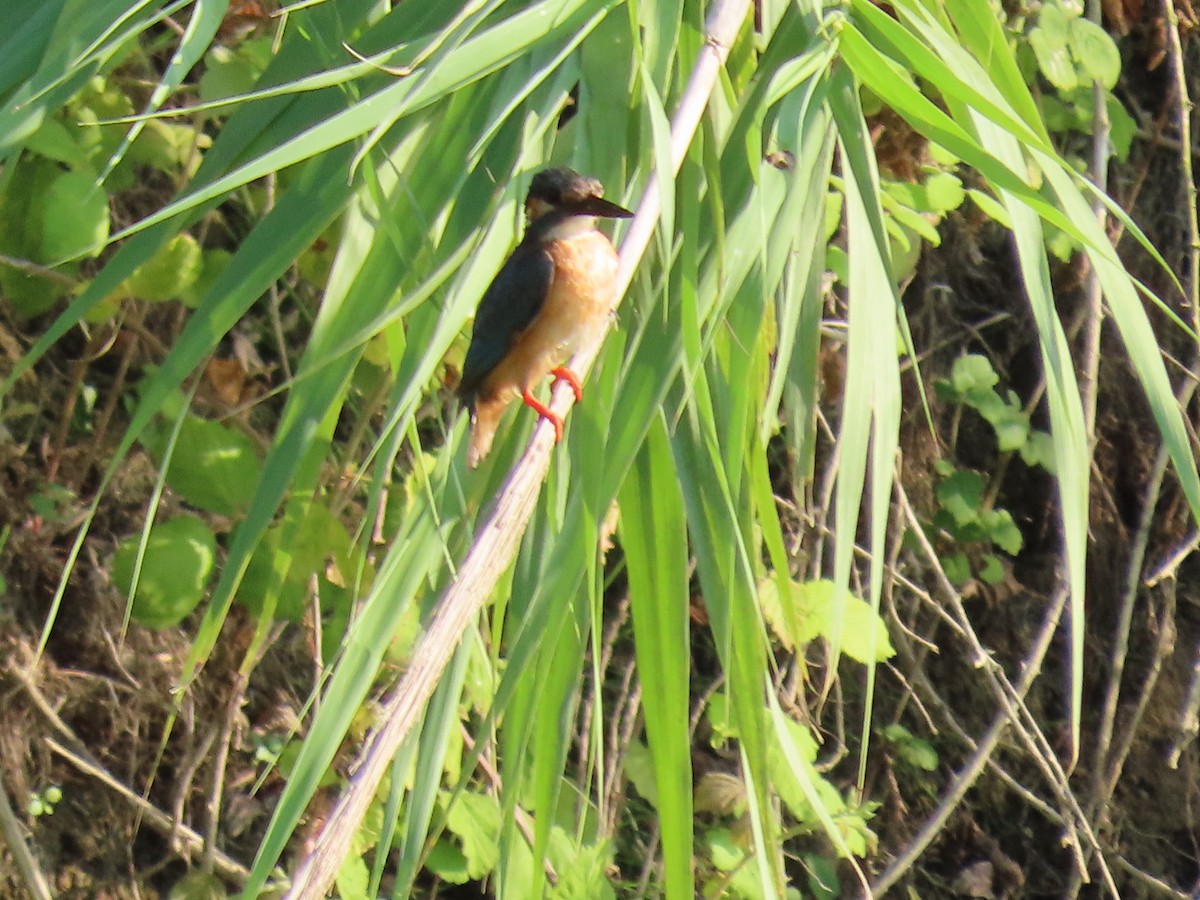 Common Kingfisher - ML362088791