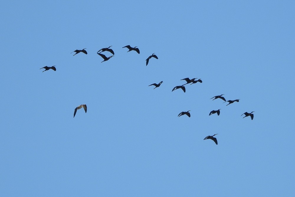 ibis hnědý - ML362089061