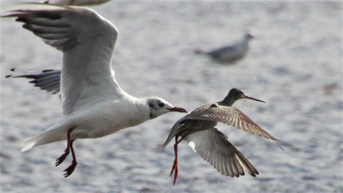 Spotted Redshank - ML362089951