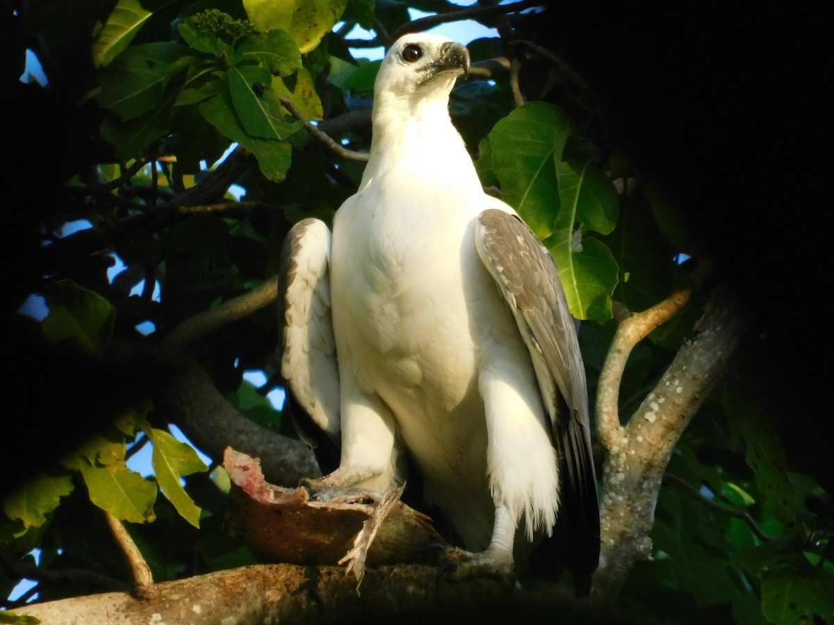 White-bellied Sea-Eagle - Andres Cervino
