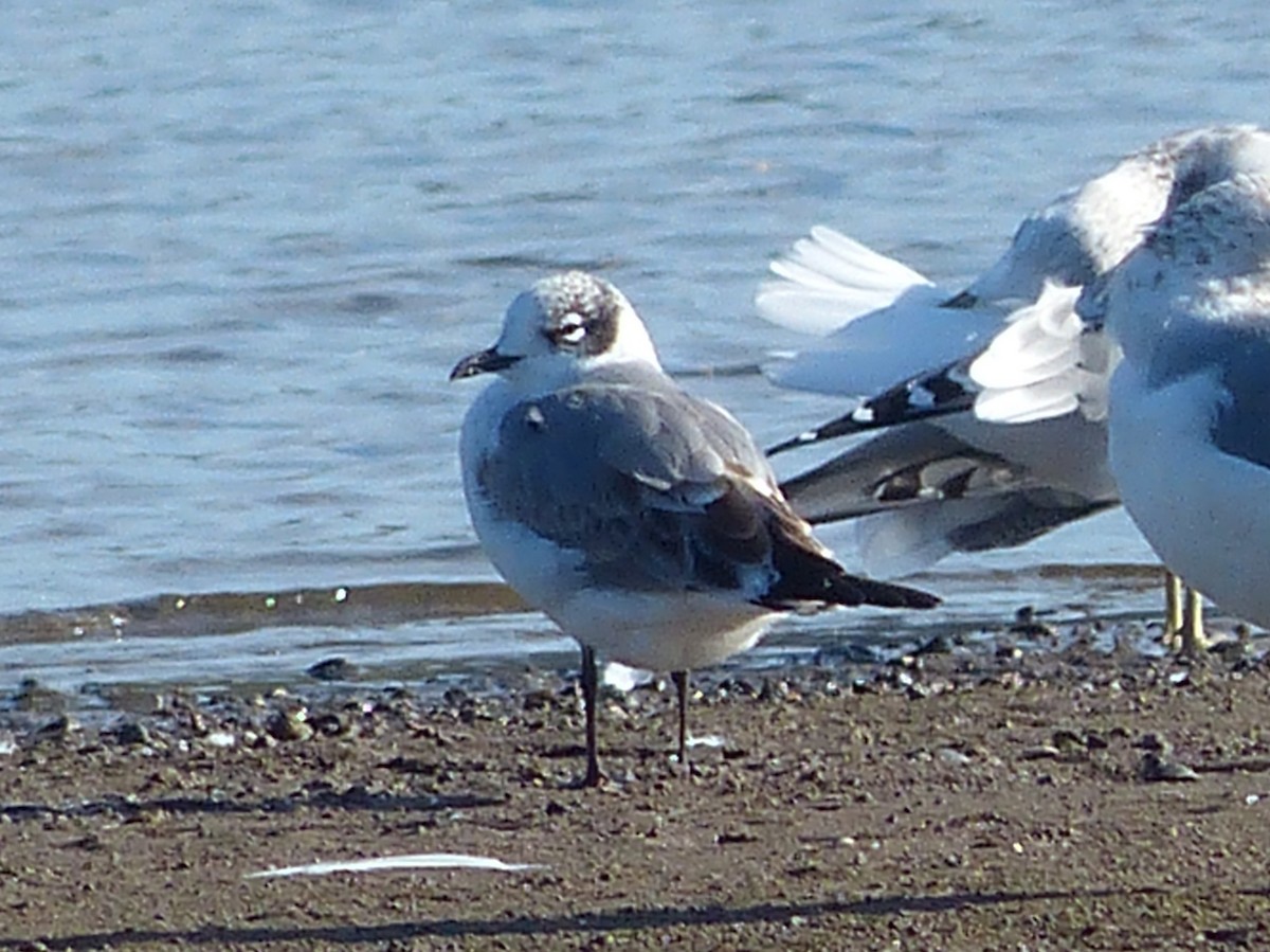 Franklin's Gull - Andy Frank