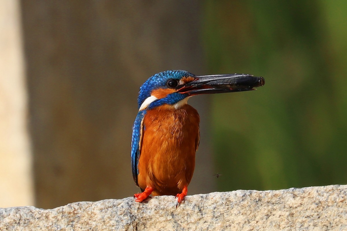 Common Kingfisher - Kakul Paul