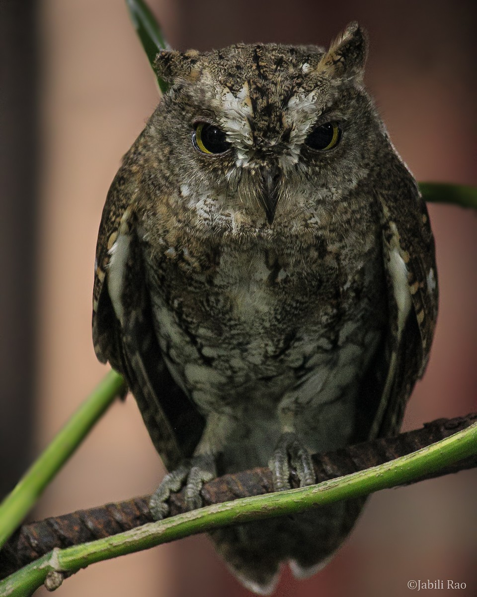 Oriental Scops-Owl (Walden's) - ML362098651