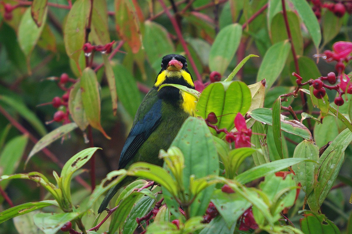 Gold-ringed Tanager - ML362100231