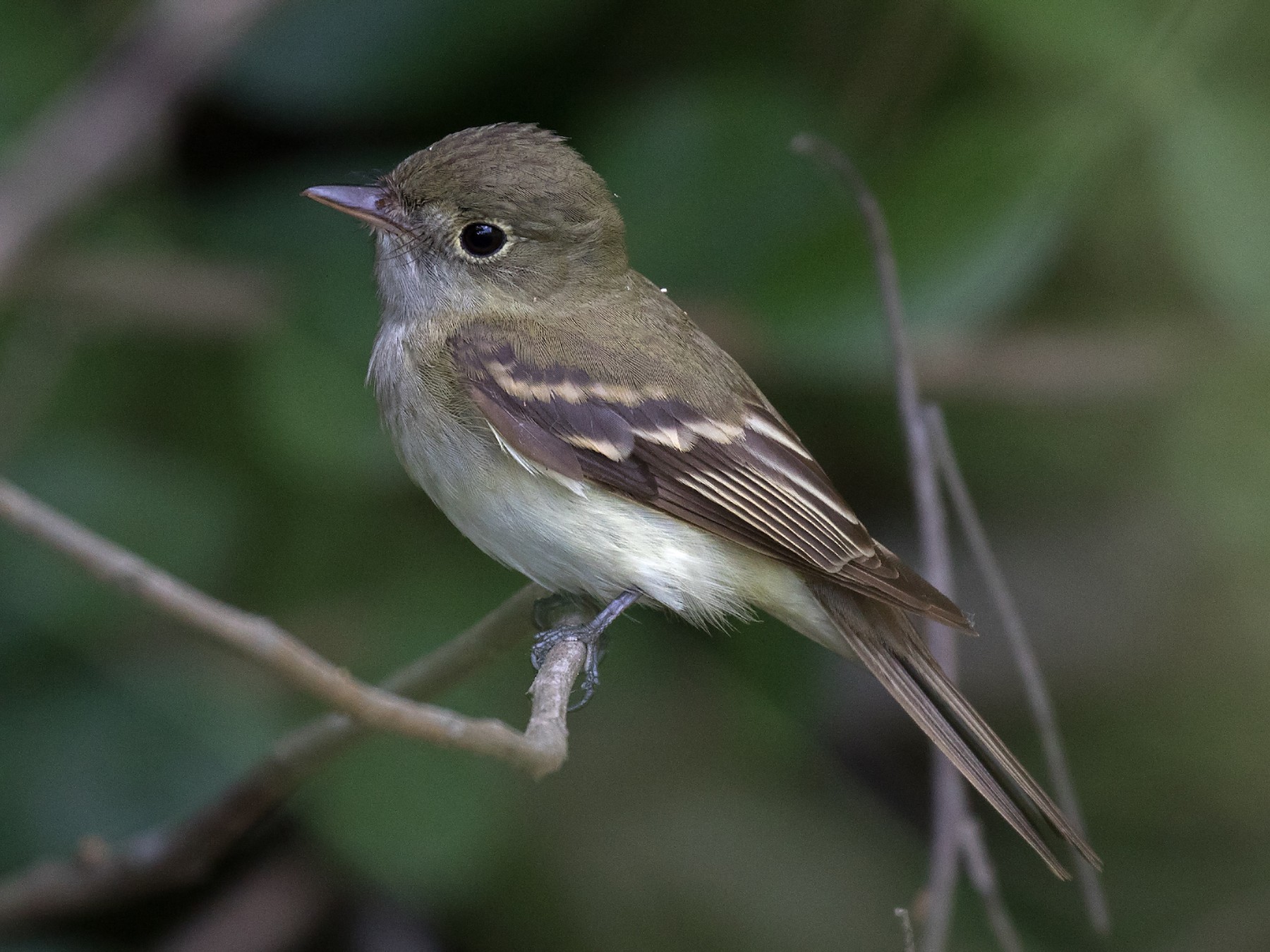 Acadian Flycatcher - Edward Plumer