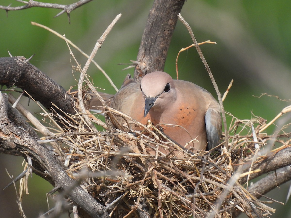 Laughing Dove - ML362101321