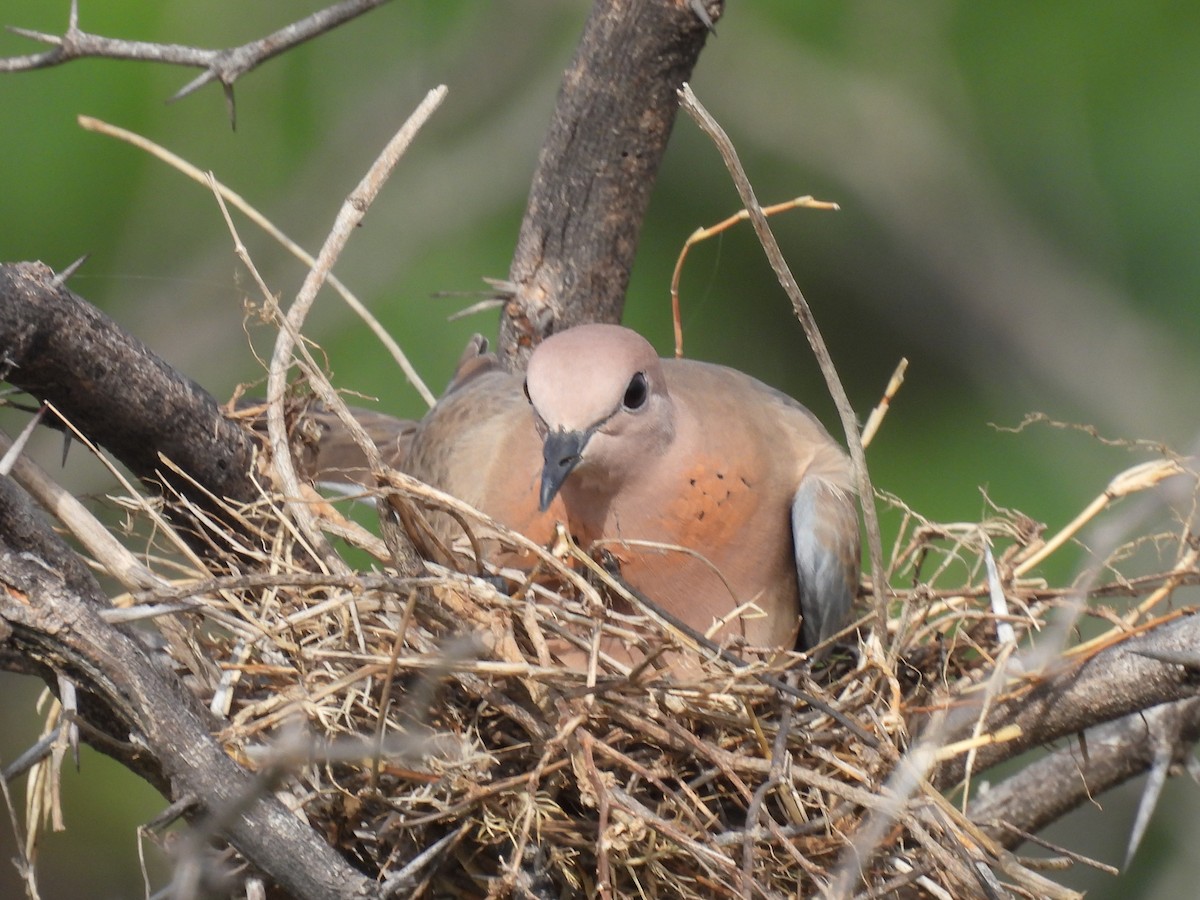 Laughing Dove - ML362101331