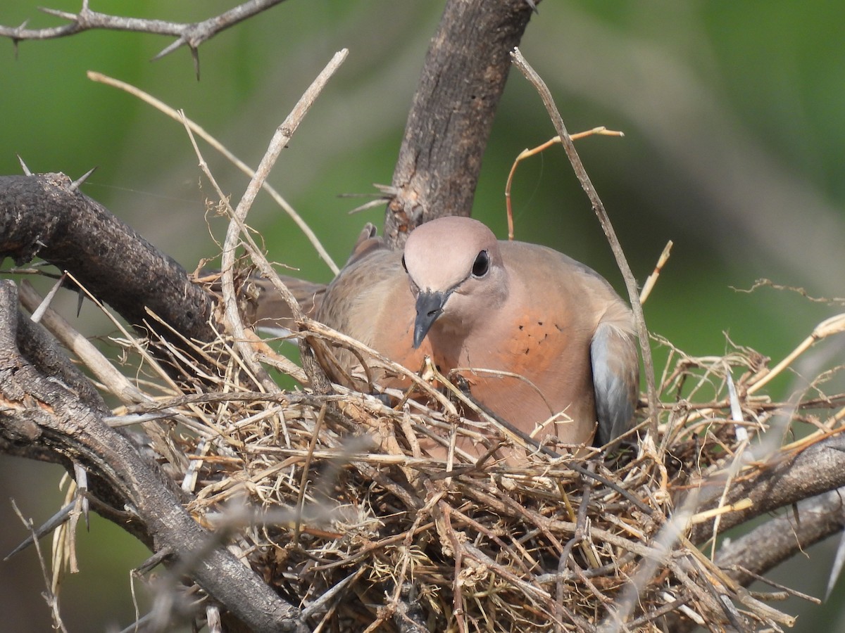 Laughing Dove - ML362101341