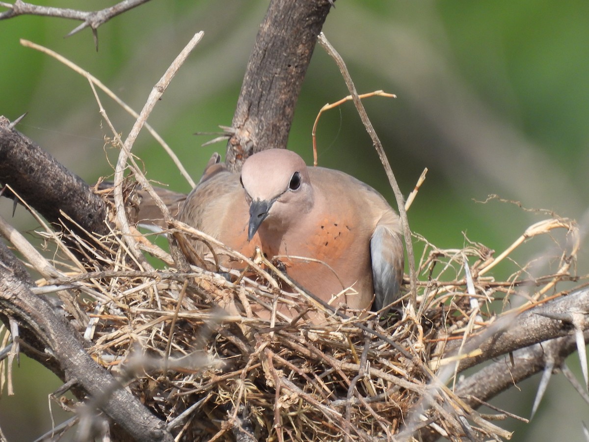 Laughing Dove - ML362101351
