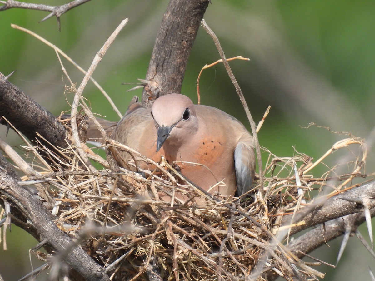 Laughing Dove - ML362101381