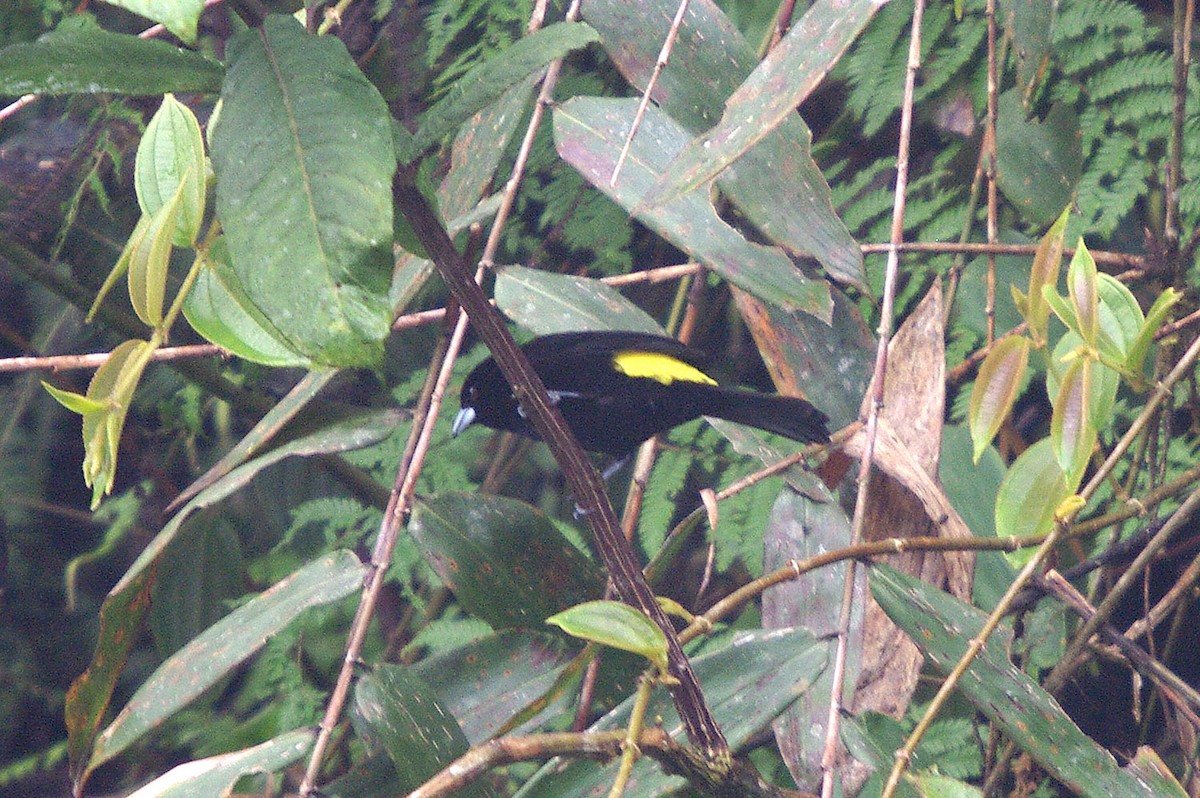 Flame-rumped Tanager (Lemon-rumped) - ML362101481