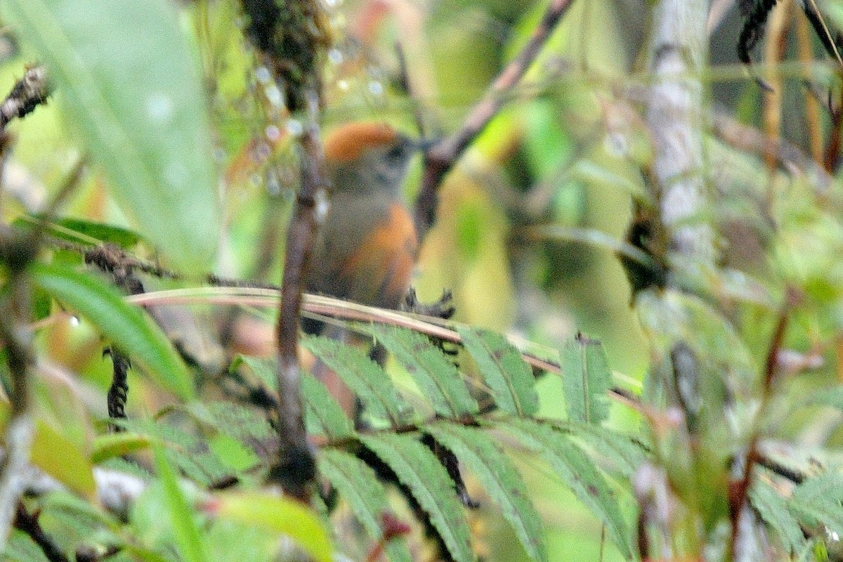Pale-breasted Spinetail - Dave Curtis