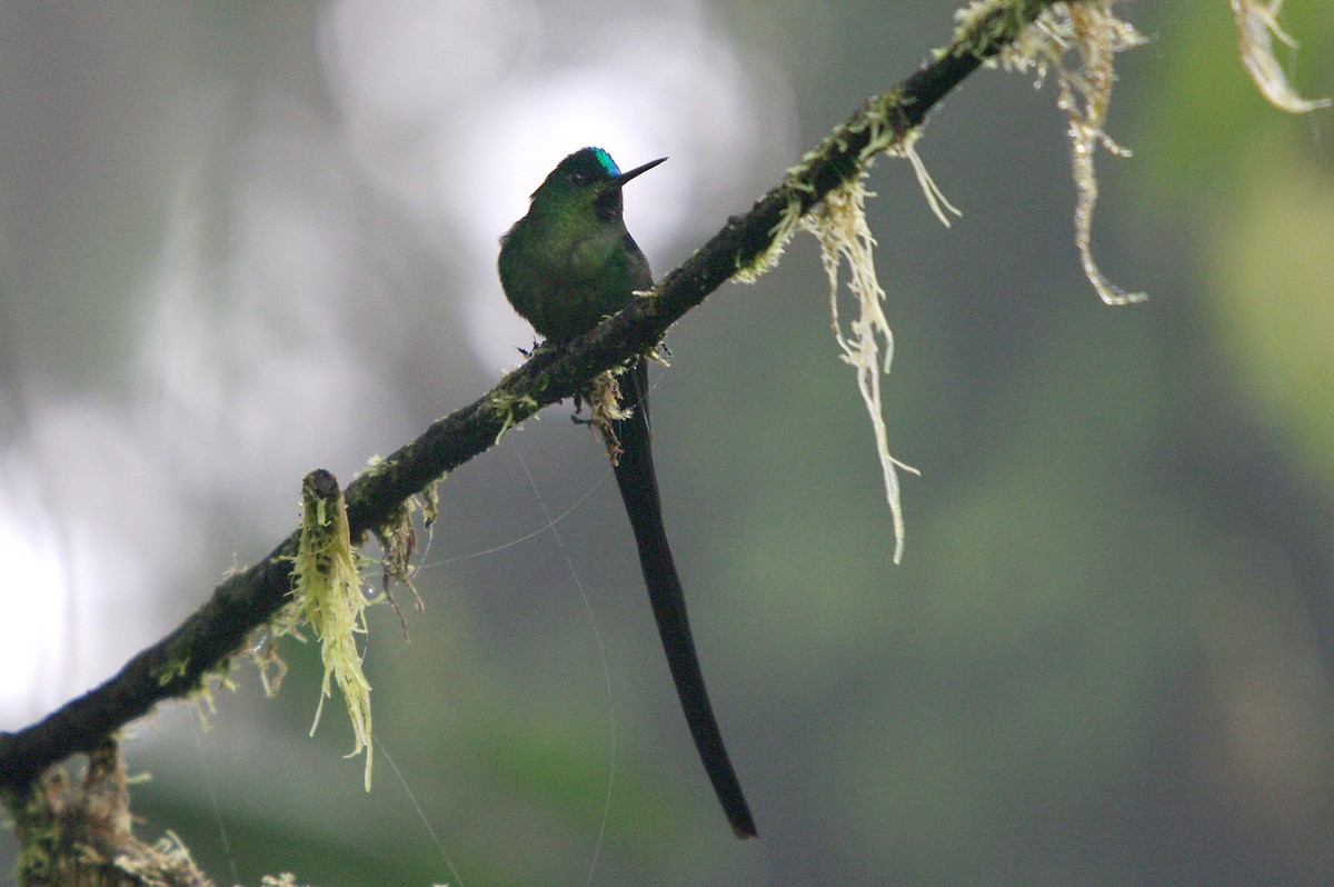 Violet-tailed Sylph - ML362101921