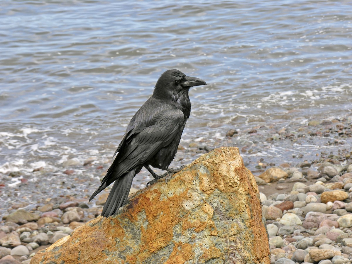 Common Raven - ML362111321