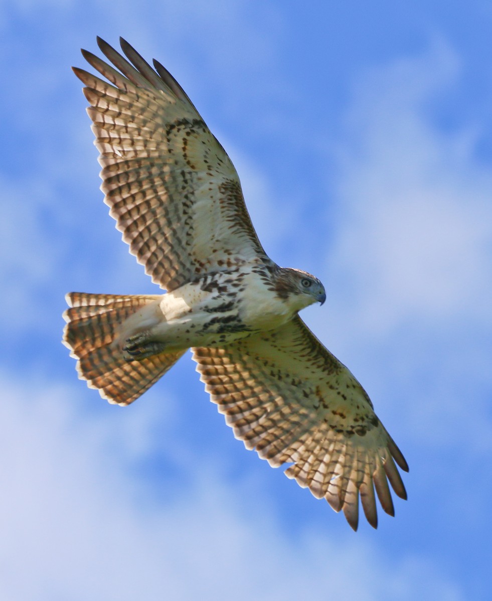 Red-tailed Hawk - Devin Griffiths