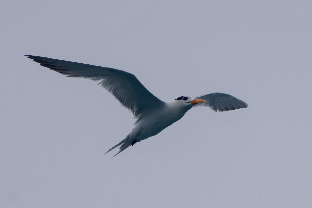 Lesser Crested Tern - ML362120411