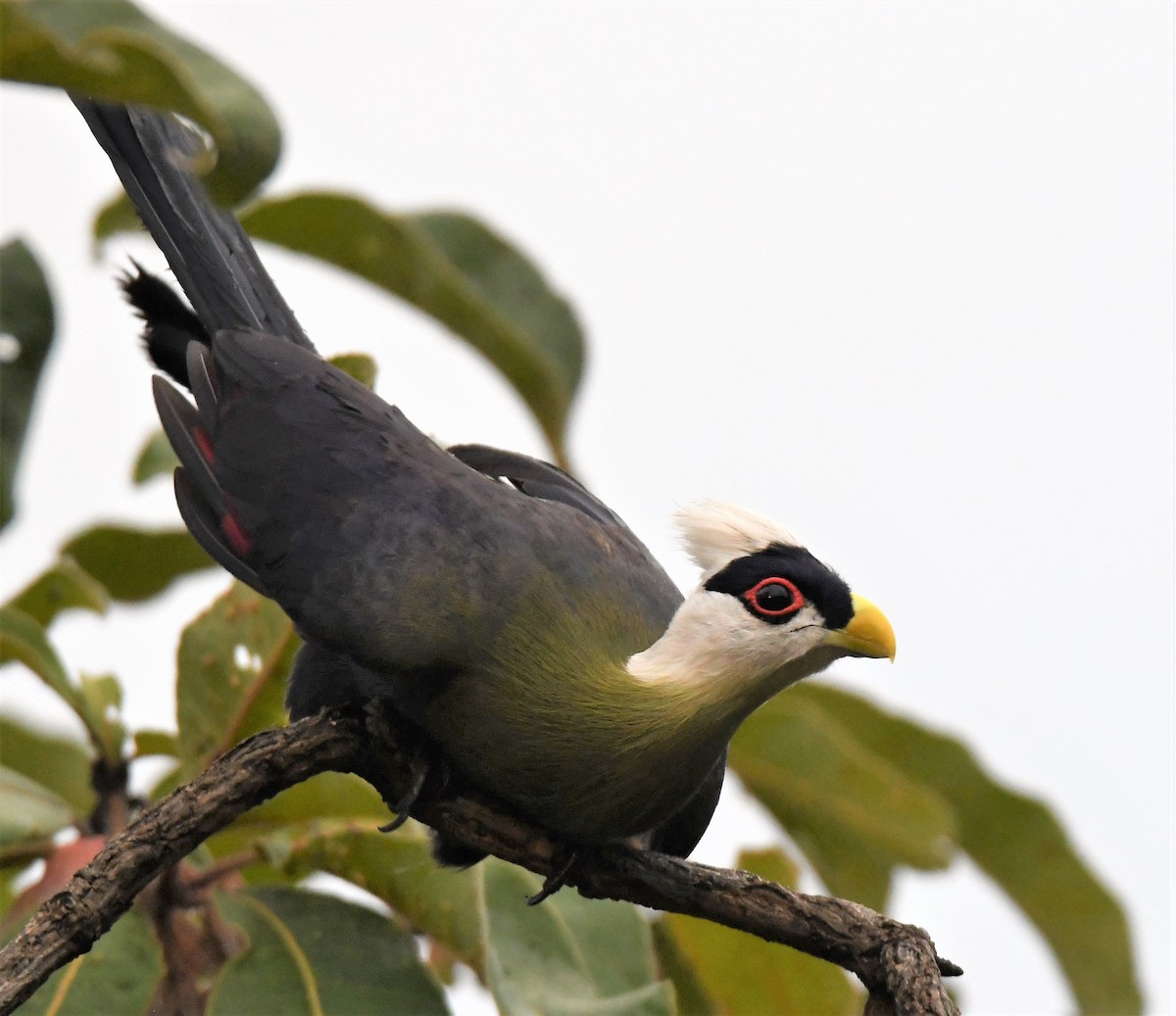 White-crested Turaco - ML362121801