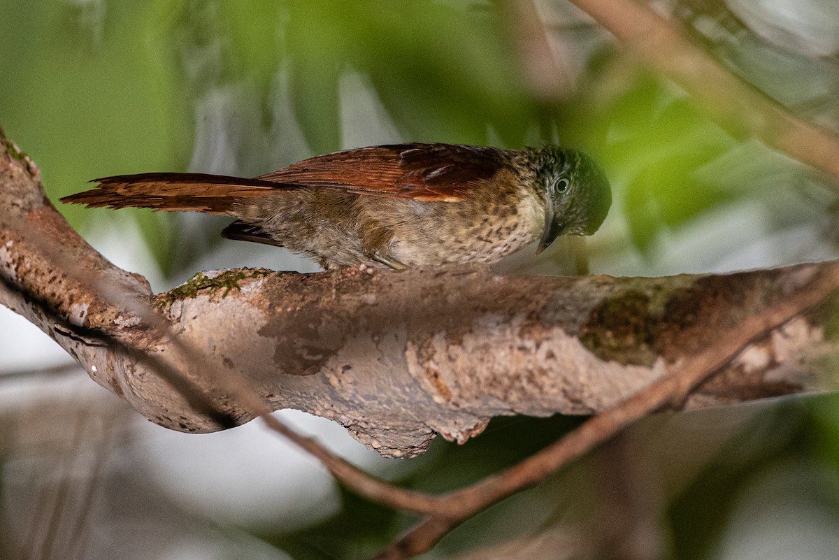 Speckled Spinetail - ML362122681