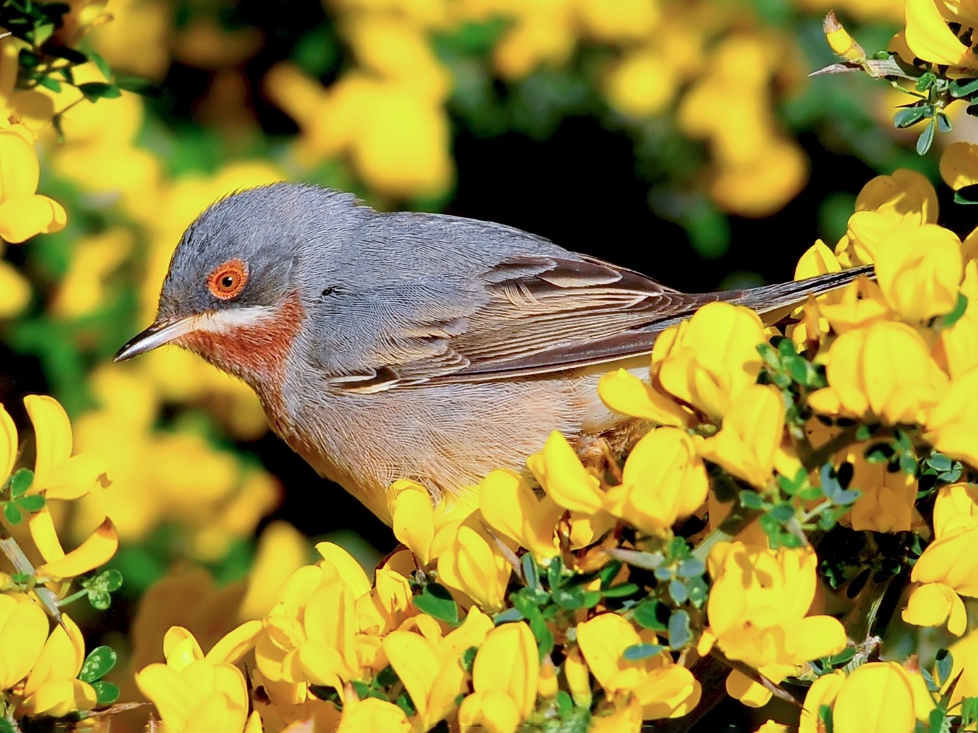 Eastern Subalpine Warbler - Yakup Şaşmaz