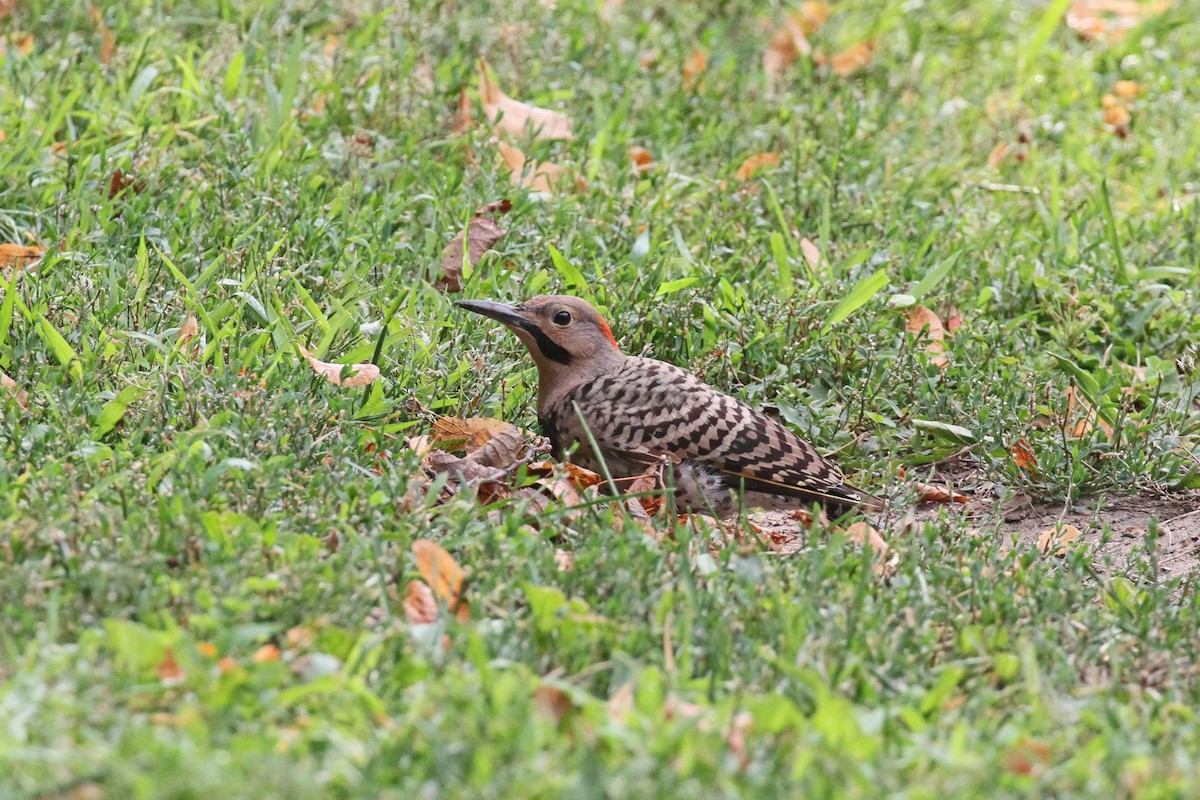 Northern Flicker (Yellow-shafted) - ML362127851