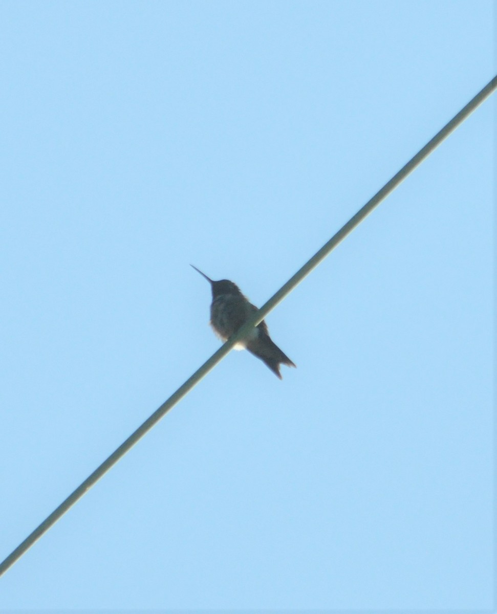 Ruby-throated Hummingbird - ML362130071