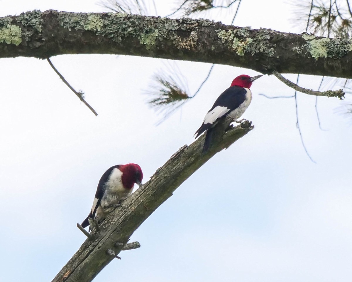 Red-headed Woodpecker - ML362136611
