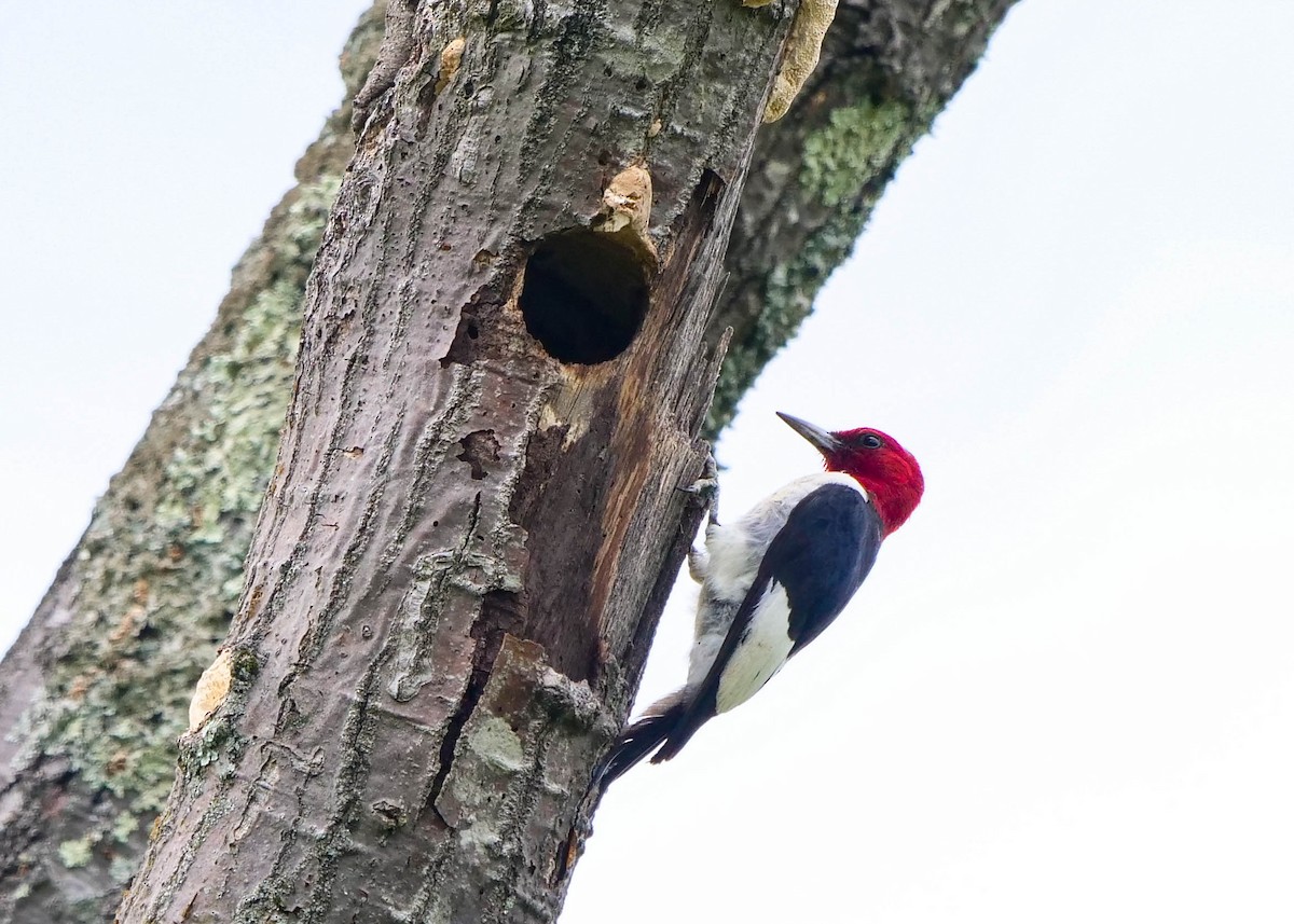 Red-headed Woodpecker - ML362136801