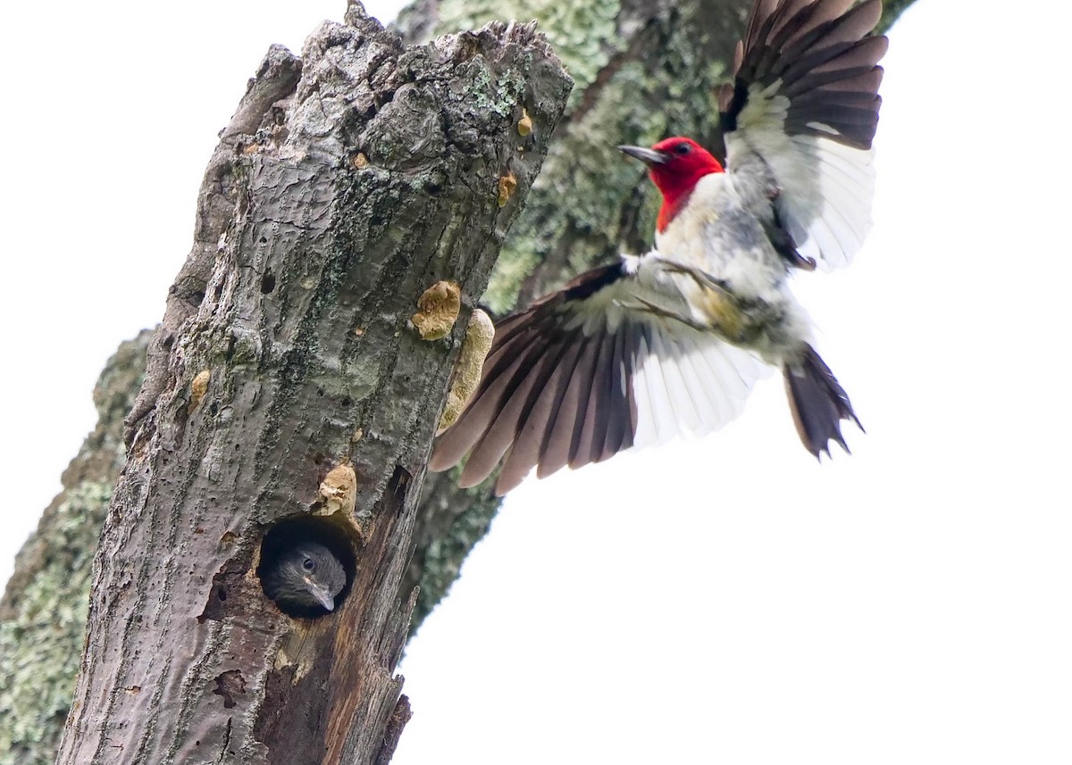 Red-headed Woodpecker - ML362136821