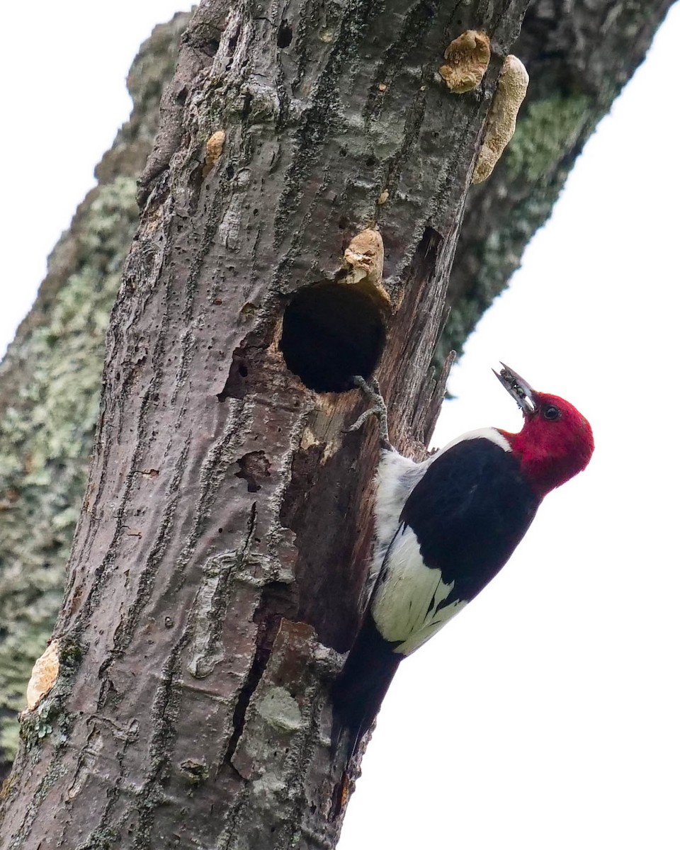 Red-headed Woodpecker - ML362137091