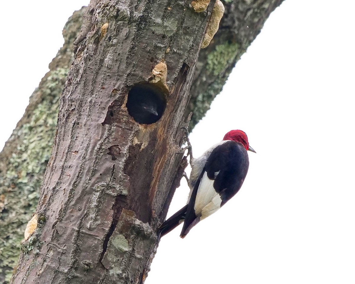 Red-headed Woodpecker - ML362137101