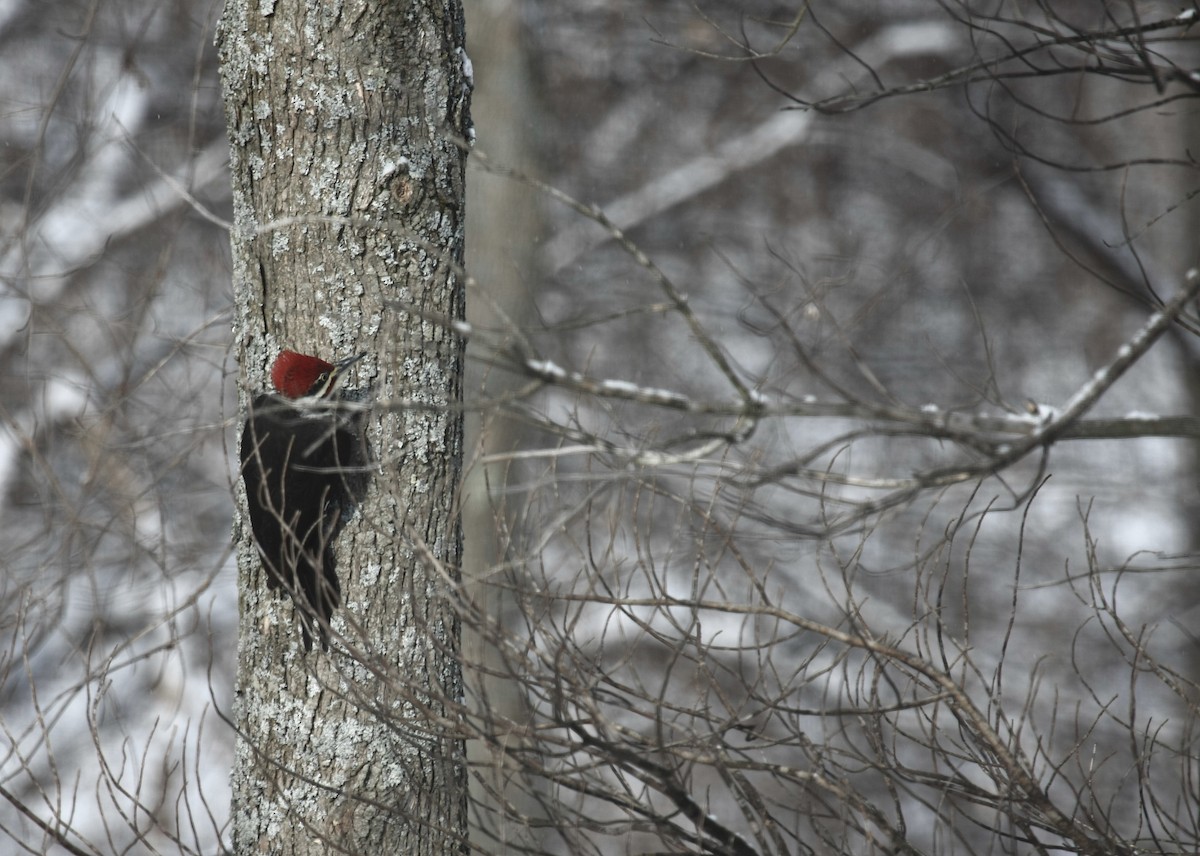 Pileated Woodpecker - Tim Lenz