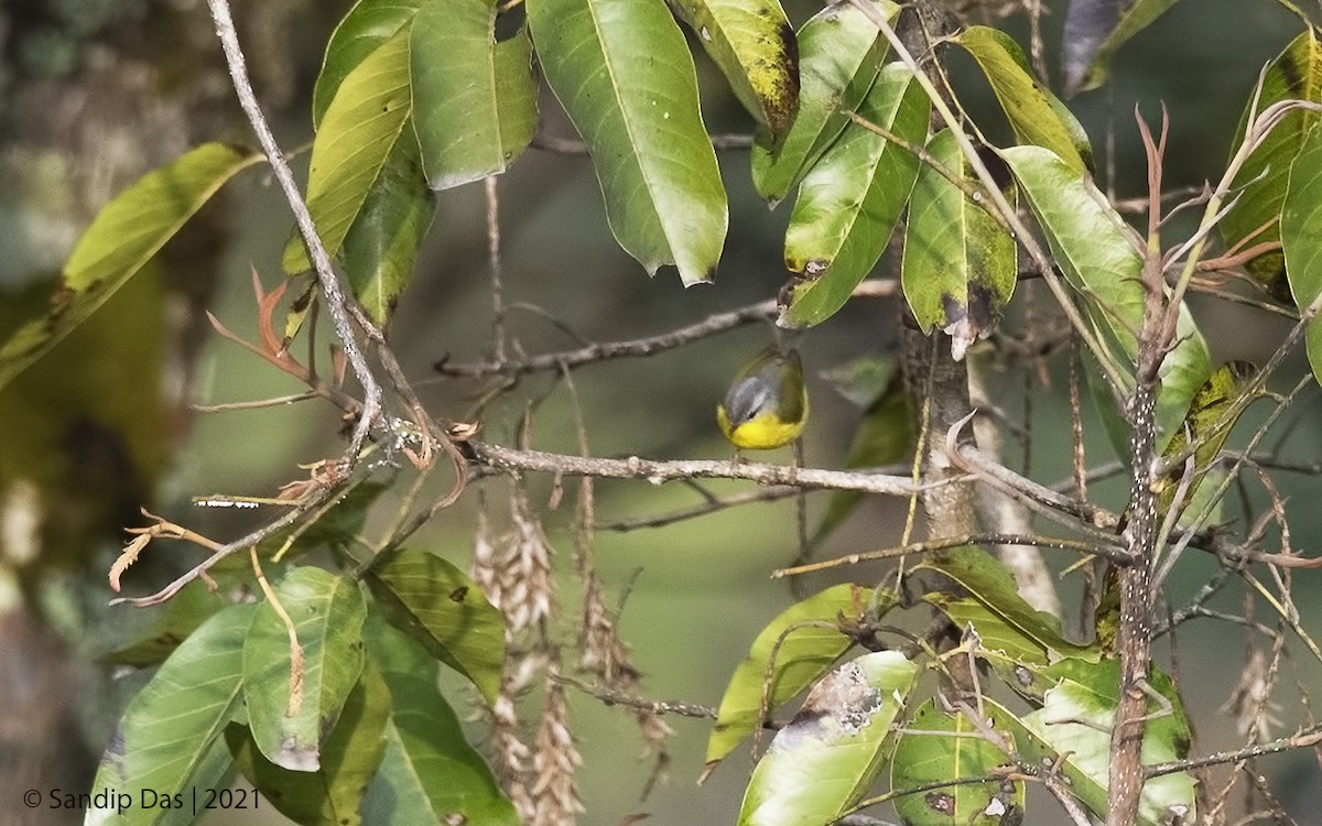 Gray-hooded Warbler - Sandip Das