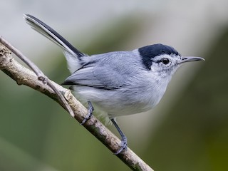  - White-browed Gnatcatcher