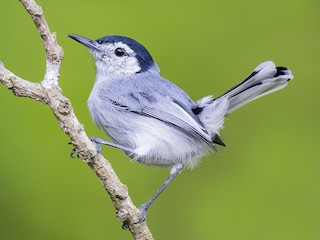  - White-browed Gnatcatcher