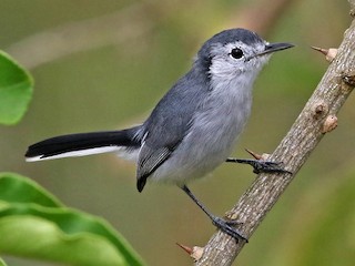  - White-browed Gnatcatcher