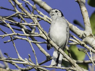  - White-browed Gnatcatcher