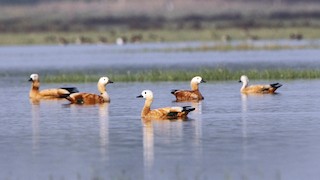 Ruddy Shelduck, ML362143841