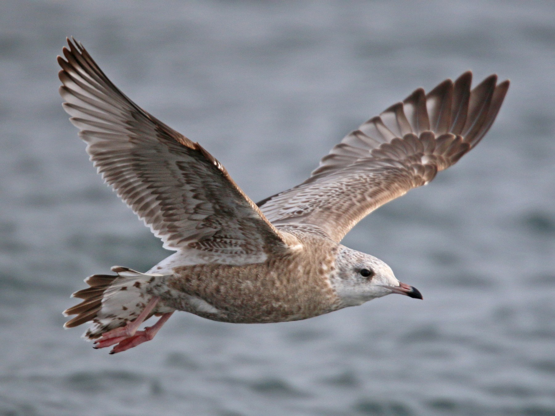 Common Gull - Ian Davies