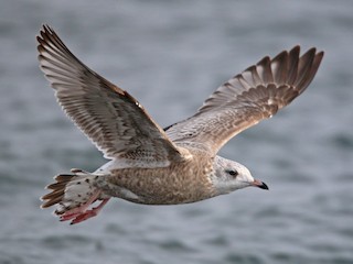 Молодая птица (Kamchatka) - Ian Davies - ML362144511