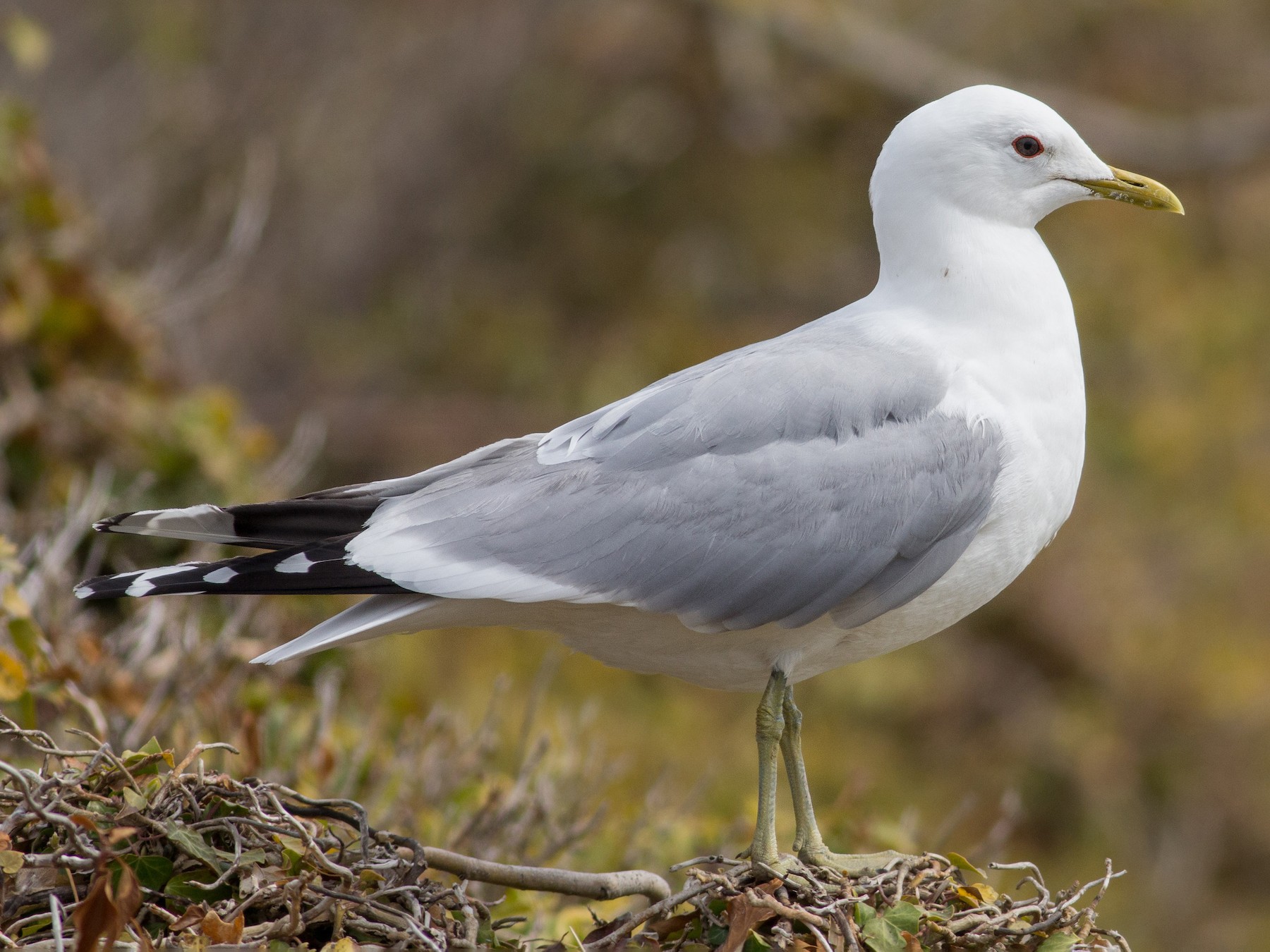 Common Gull - Andreas Boe