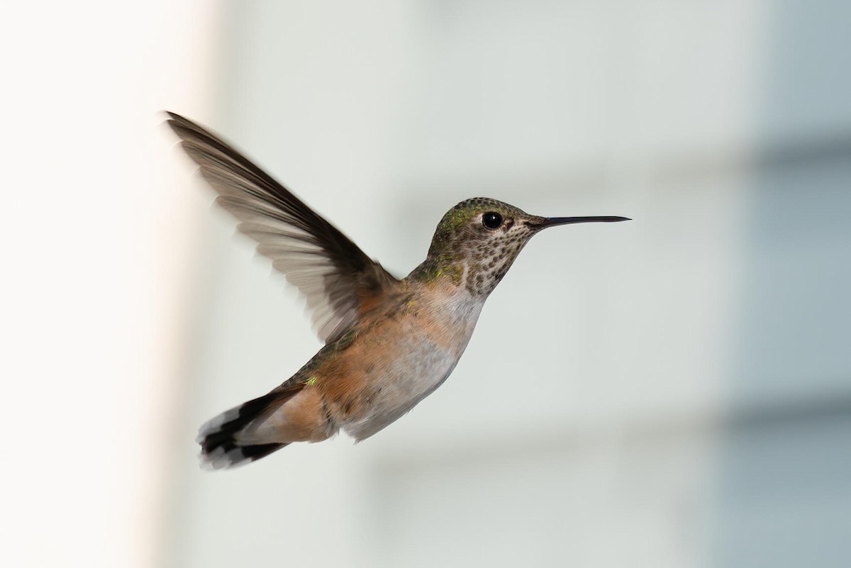 Calliope Hummingbird - ML362147381
