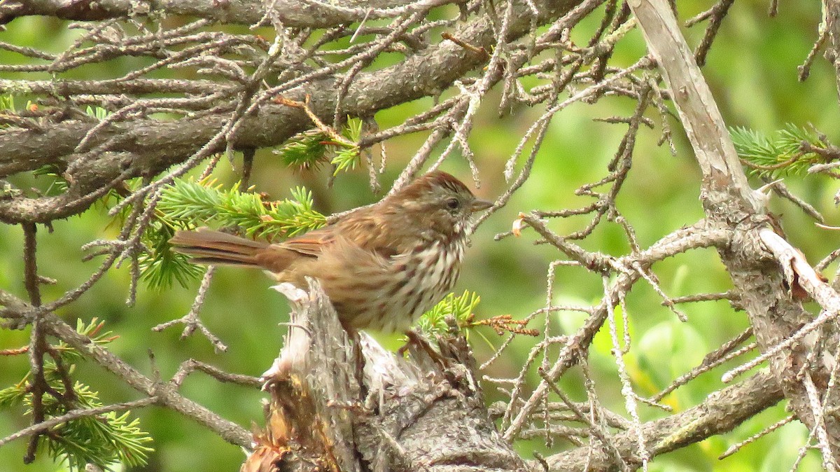 Song Sparrow - Darlene Cancelliere
