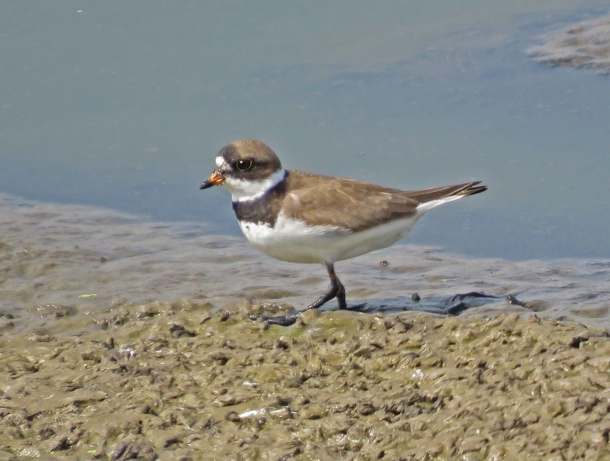 Semipalmated Plover - ML362149911
