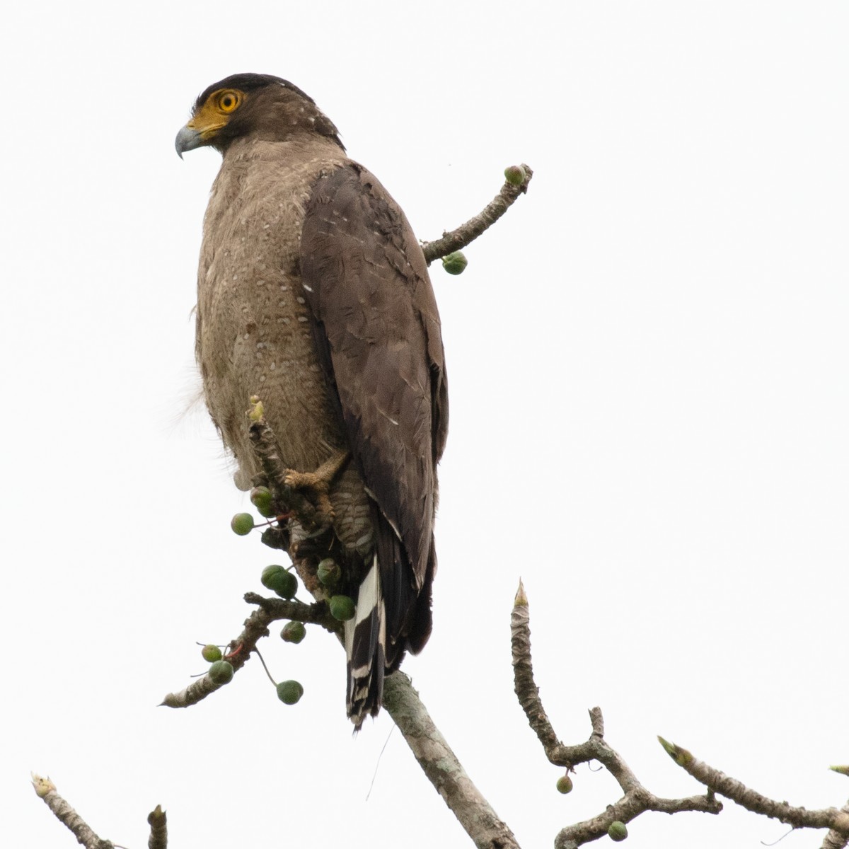 Crested Serpent-Eagle - ML362151821