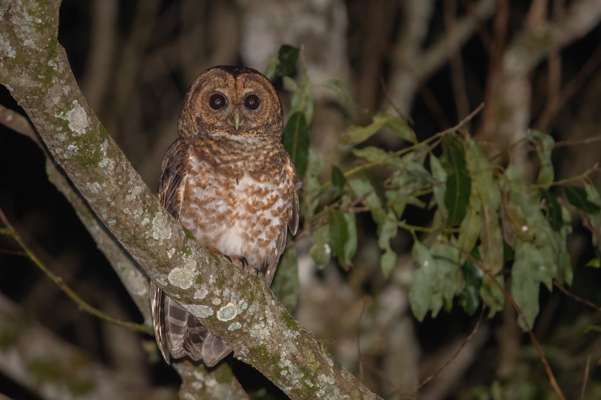 Rusty-barred Owl - Pablo Re