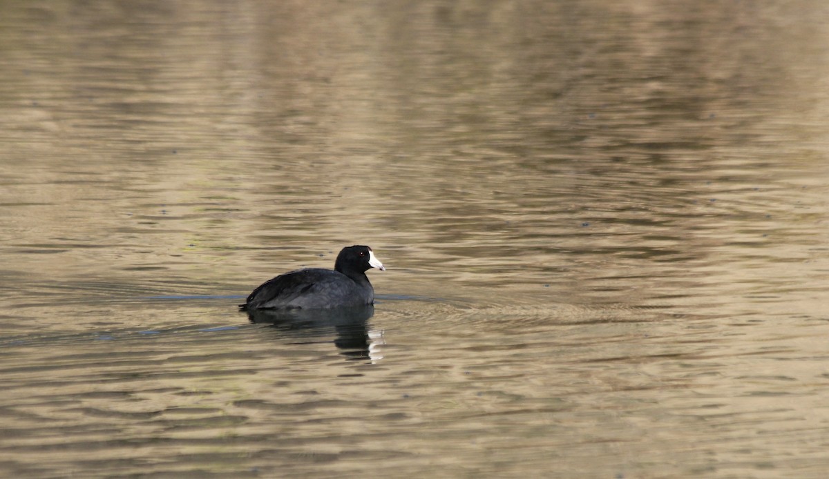 American Coot (Red-shielded) - ML36215691