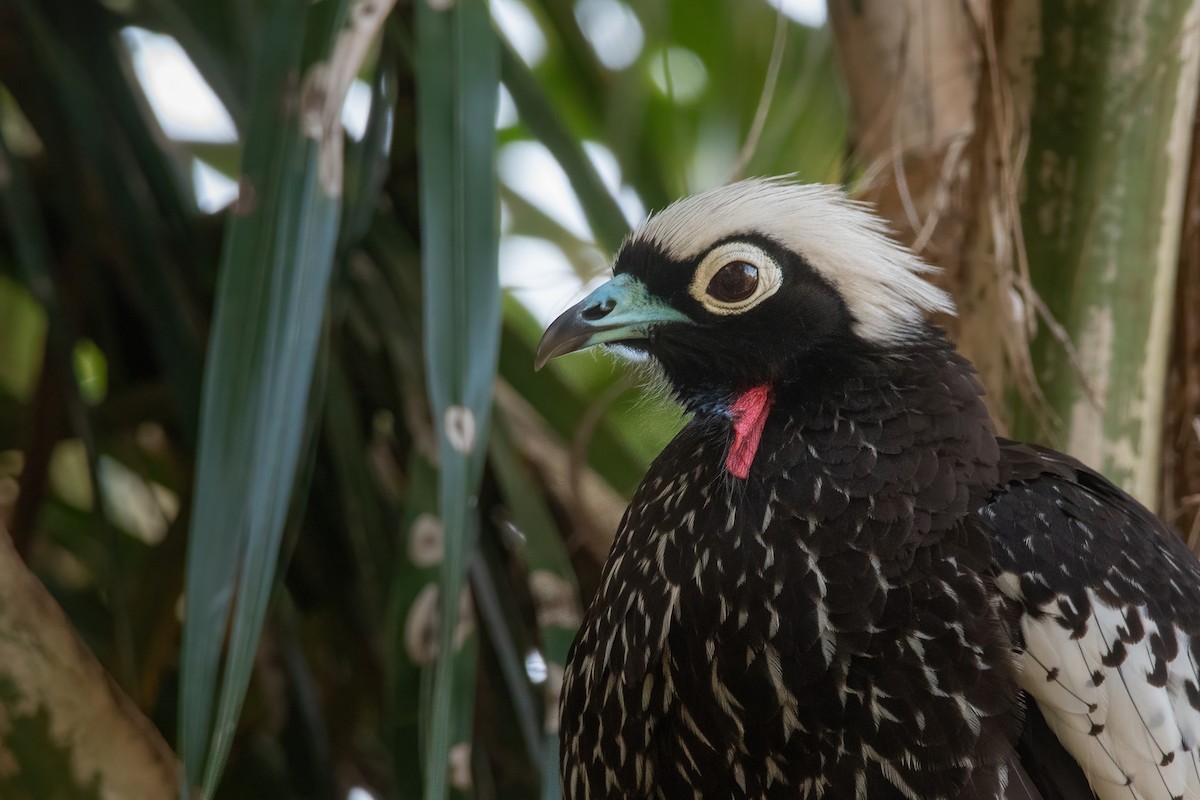 Black-fronted Piping-Guan - ML362158501